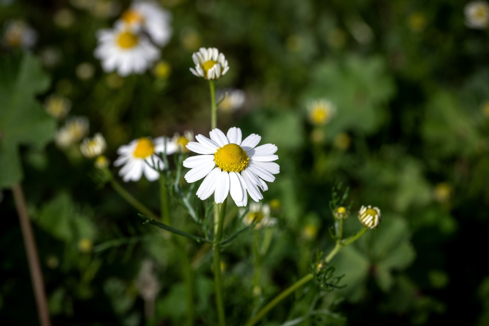 Daisy Flower Meaning & Symbolism