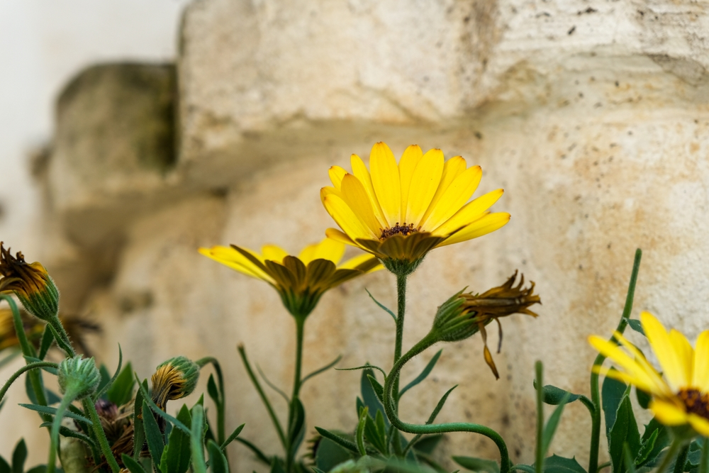 Daisy Flower Meaning & Symbolism