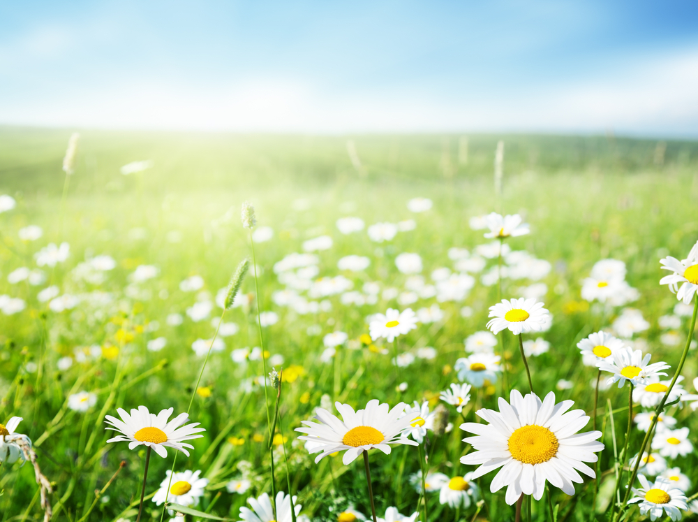 Daisy - planting, care, blooming of oxeye, the 5th anniversary daisies!